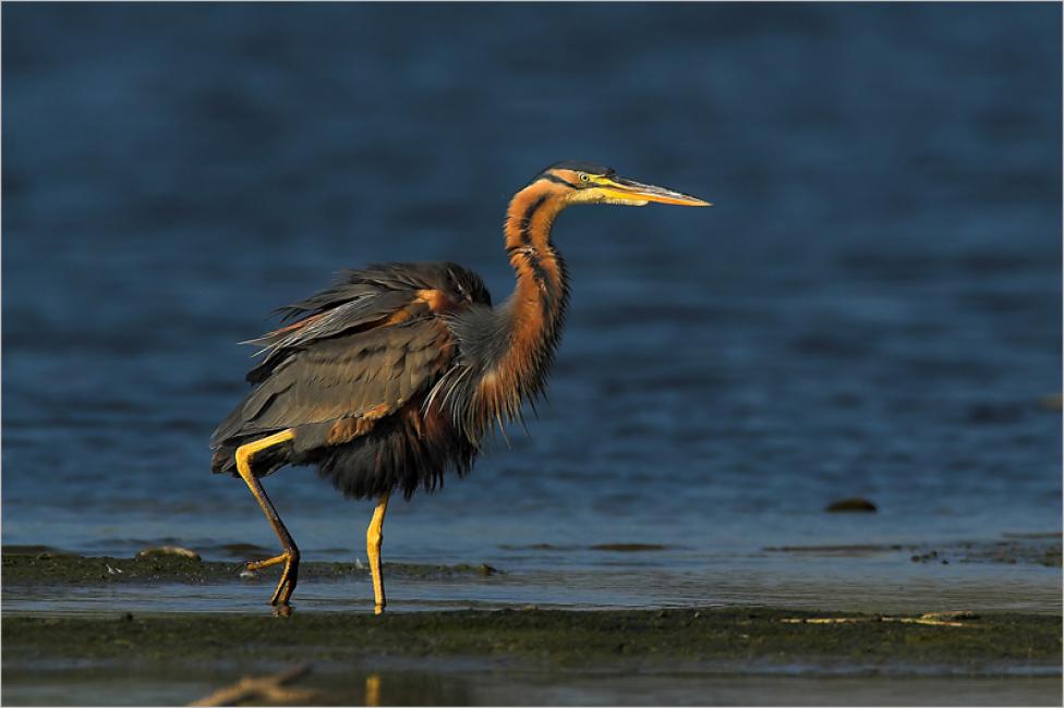 Garza imperial (Ardea purpurea)